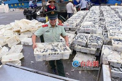 漳州:船回港鱼满舱 水产品丰富起来价格渐走低(图)
